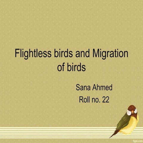 Flightless birds and Migration of birds