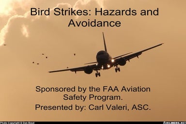 Bird strikes hazards and avoidance