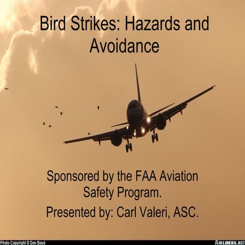 Bird strikes hazards and avoidance