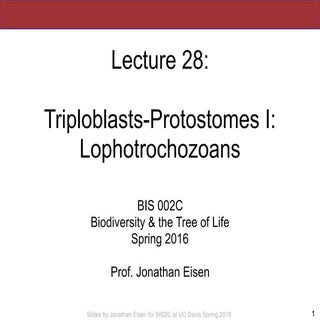 BIS2C: Lecture 28: Lophotrochozoans