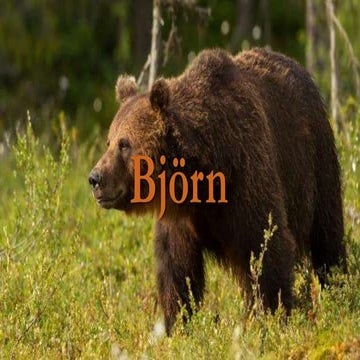 Björn