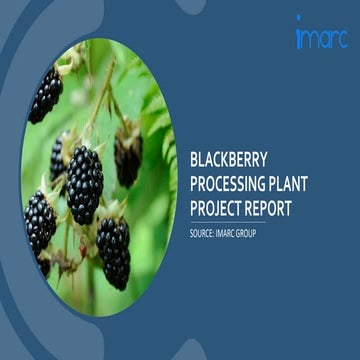 Blackberry Processing Plant Project Report.pdf