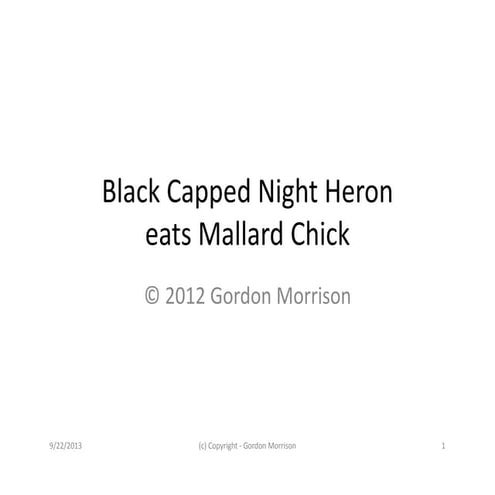 Black capped night heron v1