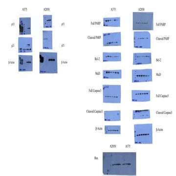 black ginger western blot_Gyeonseok.pptx