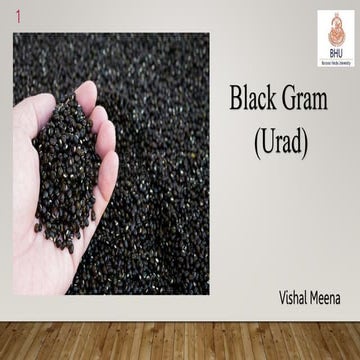 Black Gram.pptx