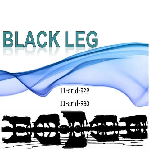 Black leg
