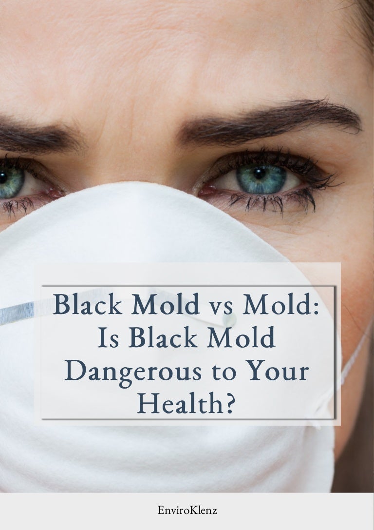Black Mold vs Mold Is Black Mold Dangerous To Your Health?