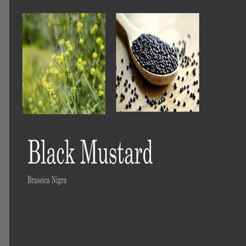 Black mustard