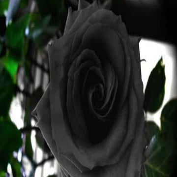 Black Rose Of Halfeti,Turkey | PPSX