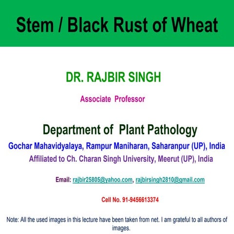 Black rust of wheat