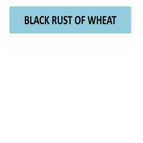 Black rust of whete