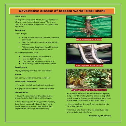 Black shank of tobacco