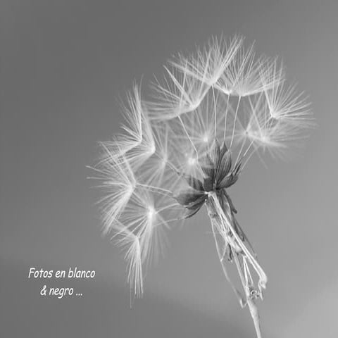 Black Whitein Colour