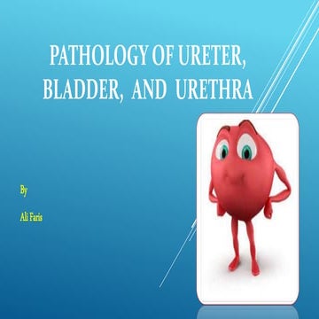 Bladder