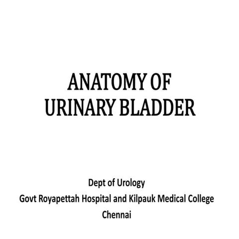 Urinary Bladder  anatomy 1