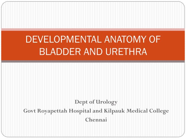 Bladder anatomy & embryology of bladder and urethra-converted Biology Diagrams
