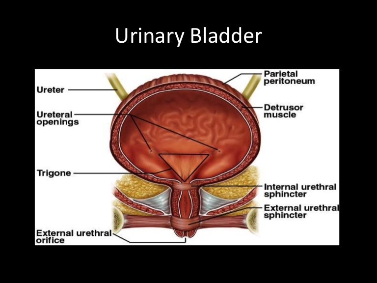 Bladder and injuries