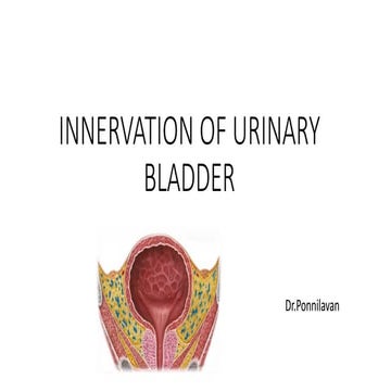 Bladder innervation