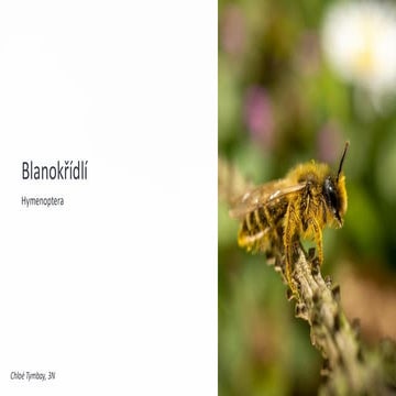 Insects of the Czech Republic around you | PDF