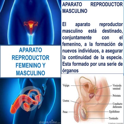 aparato reproductor masculino femenino  Blasco norelys