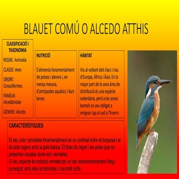 Blauet comú ppt