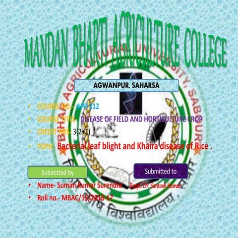  bacterial leaf blight and khaira disease of rice  suman kr surendra 