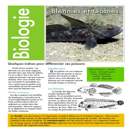 Quelques indices pour différencier blennies et gobies