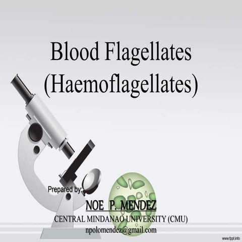 Blood flagellates-haemoflagellates