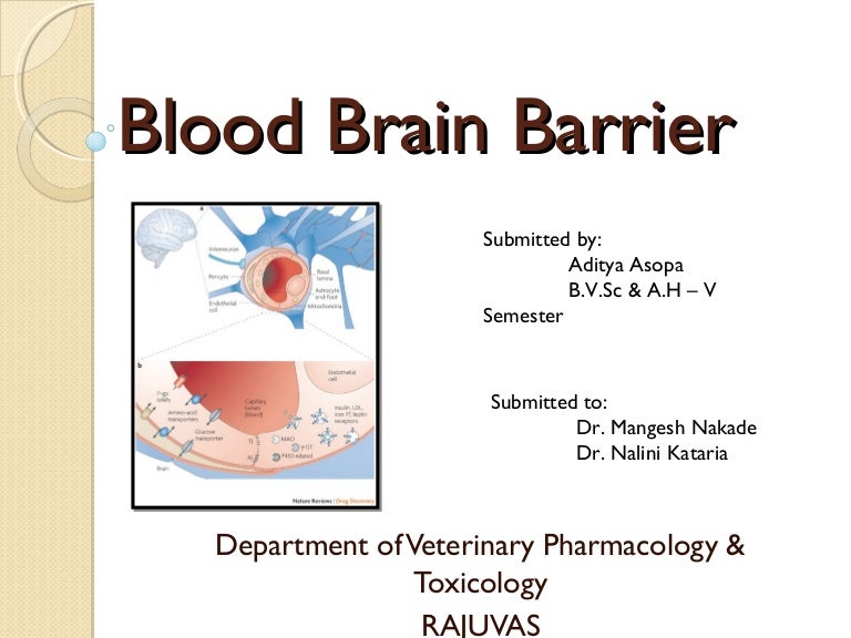 Blood Brain Barrier