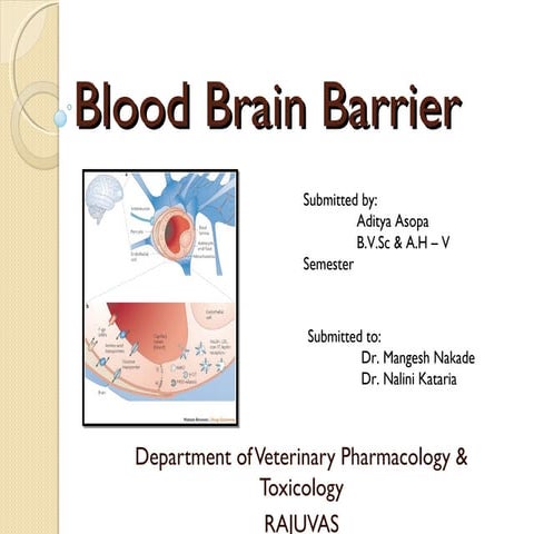 Blood brain barrier