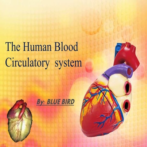 Blood circulatory system