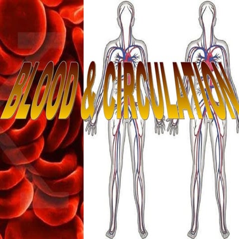 13 Blood & Circulation