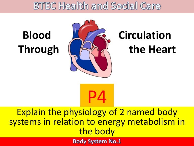 Blood circulation through the heart