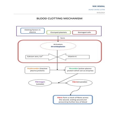 Blood clotting mechanism | PDF