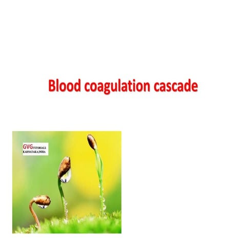 Blood coagulation cascade