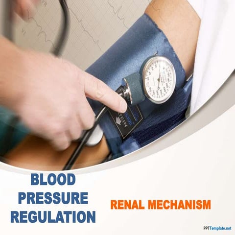 Blood pressure regulation renal mechanism