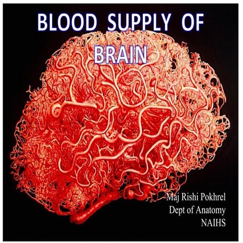 Blood supply of brain