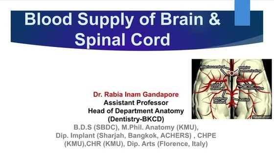 The blood supply of the brain and spinal cord | PPTX
