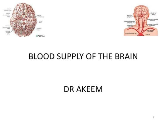 Blood supply to the brain | PPT