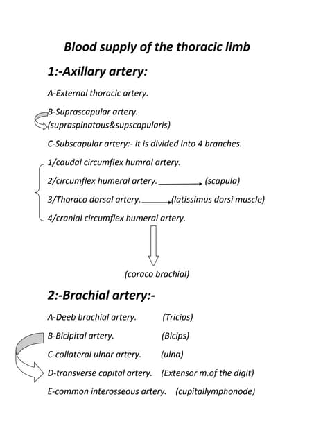 Blood supply of thoracic limb