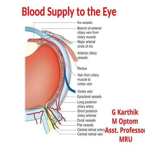 BLOOD SUPPLY TO EYE.pptx BLOOD SUPPLY TO EYE