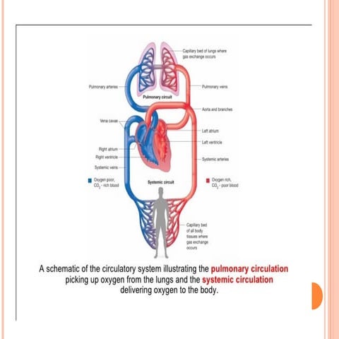 Circulatory system 1 | PPT