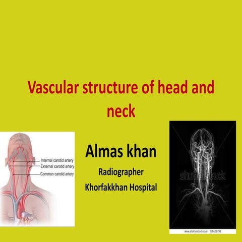 Vascular structure head and neck      Almas khan , Khorfakkhan hospital