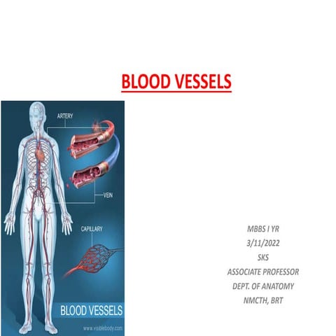 BLOOD VESSELS ( artery- large &medium size.pdf