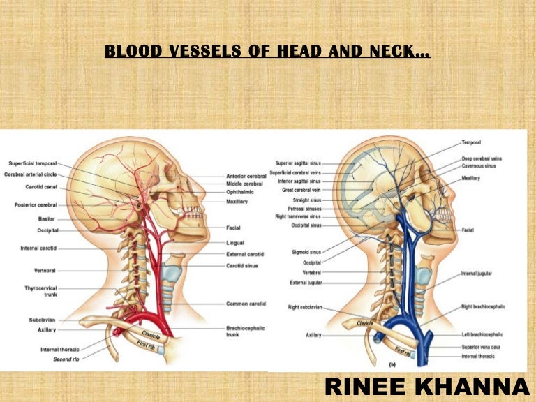 Arteries of the head and neck. Head and neck anatomy. 2019 ...