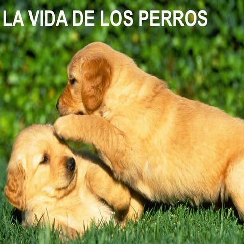 Los perros