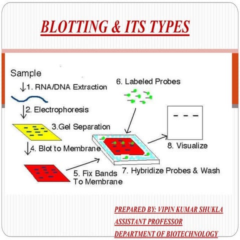 Blotting &amp; its types