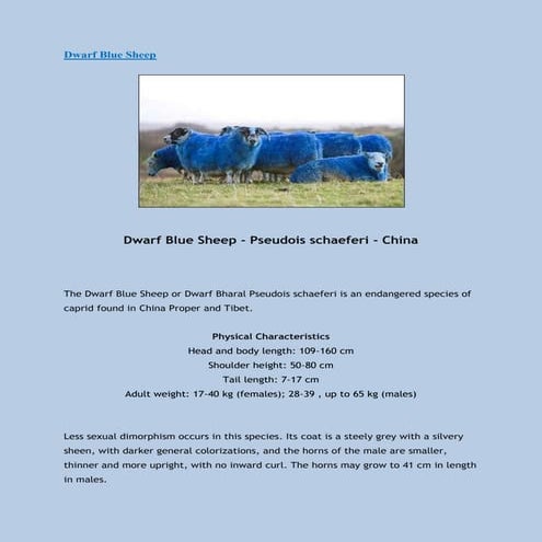 Dwarf Blue Sheep