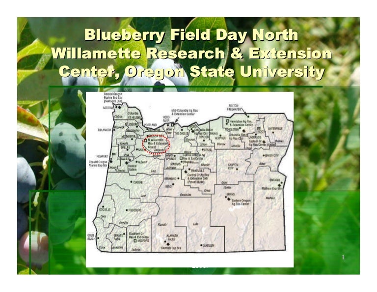 Blueberry Field Day (parte 1)