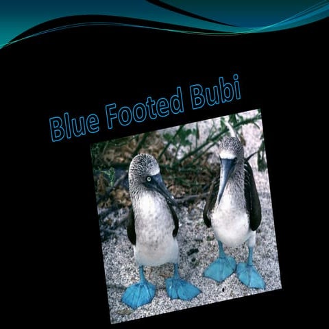 Blue footed bubi powerpoint
